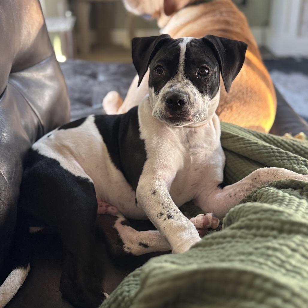Bentley, a Adoptable mixed breed in Fulton, MO image 6/6