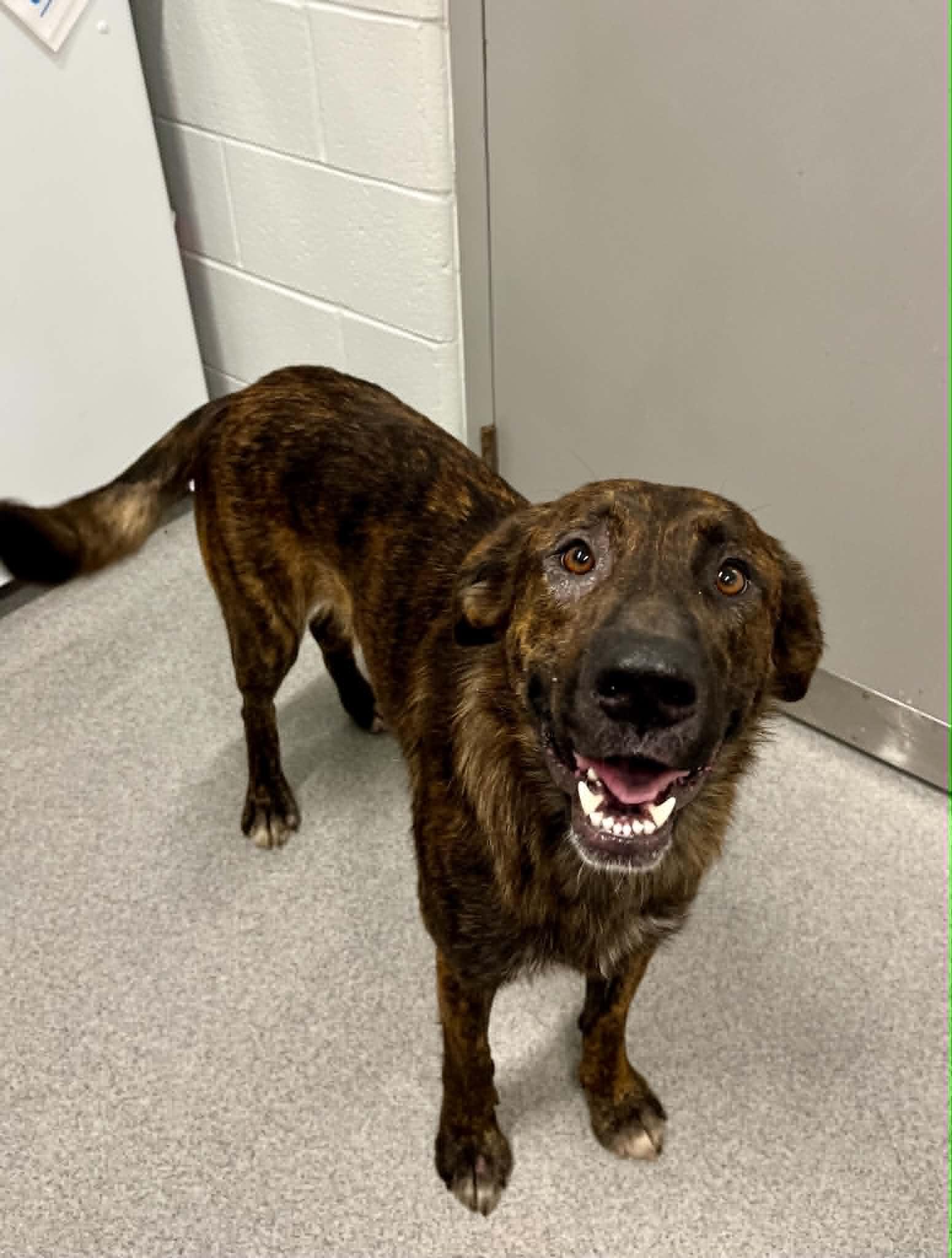 Scrabble, ADOPTABLE, Adult Female Mixed Breed.
