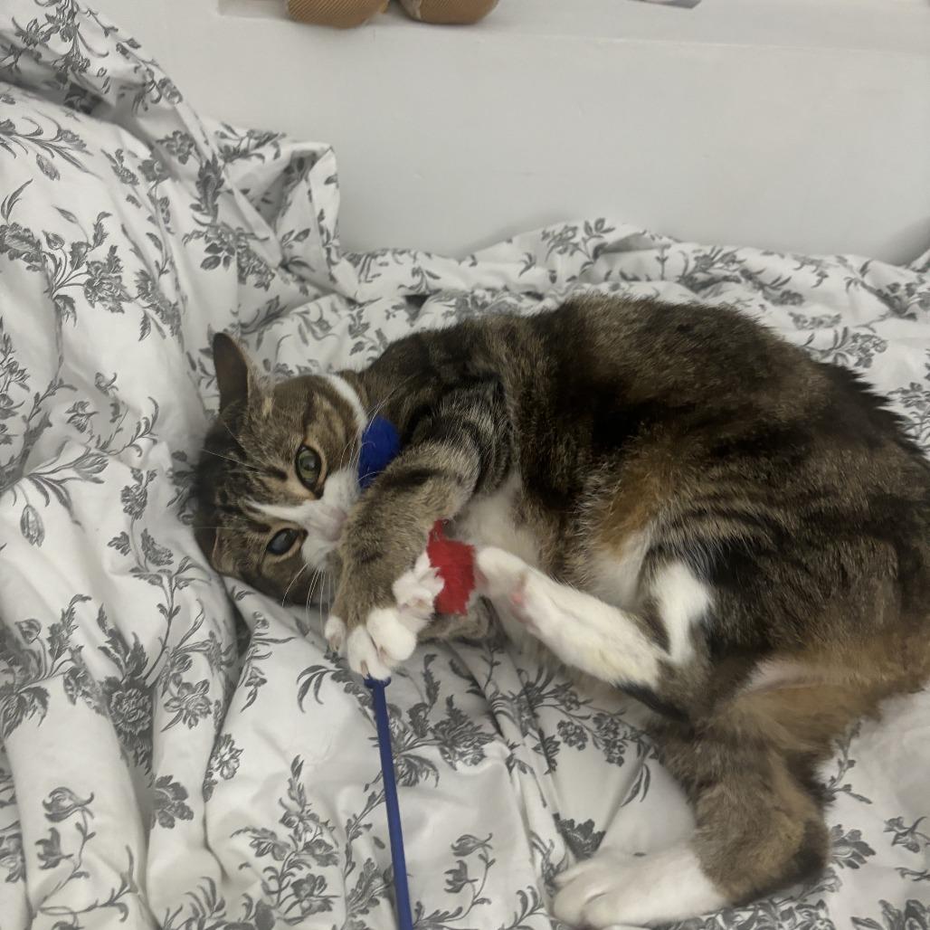 Wyck, Adoptable, Senior Female Domestic Short Hair.