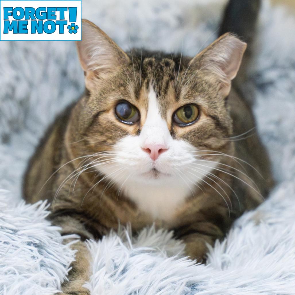 Wyck, a Adoptable Domestic Short Hair in Baltimore, MD image 3/6