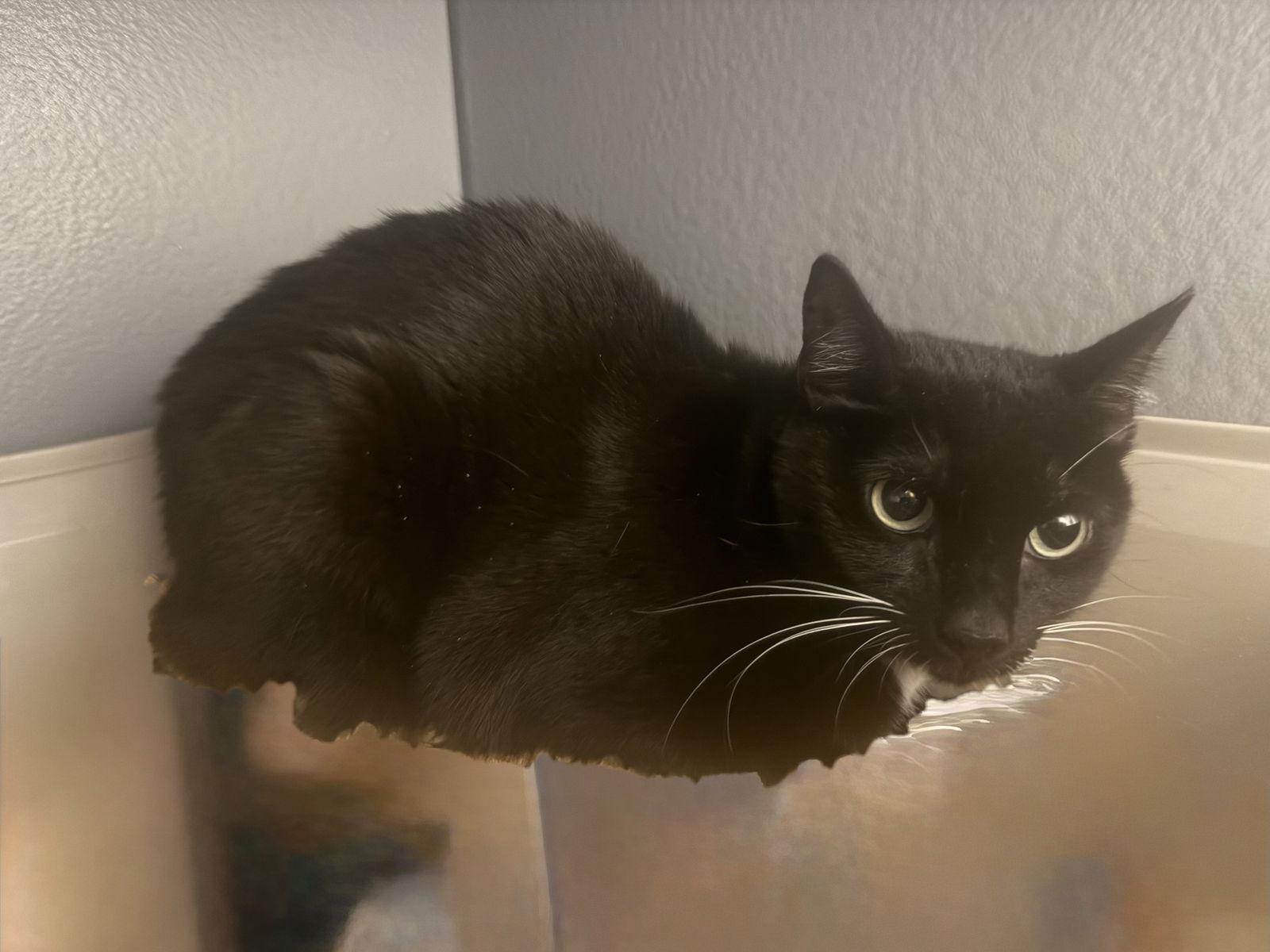 Jo, a Adoptable mixed breed in Phoenix, AZ image 1/2