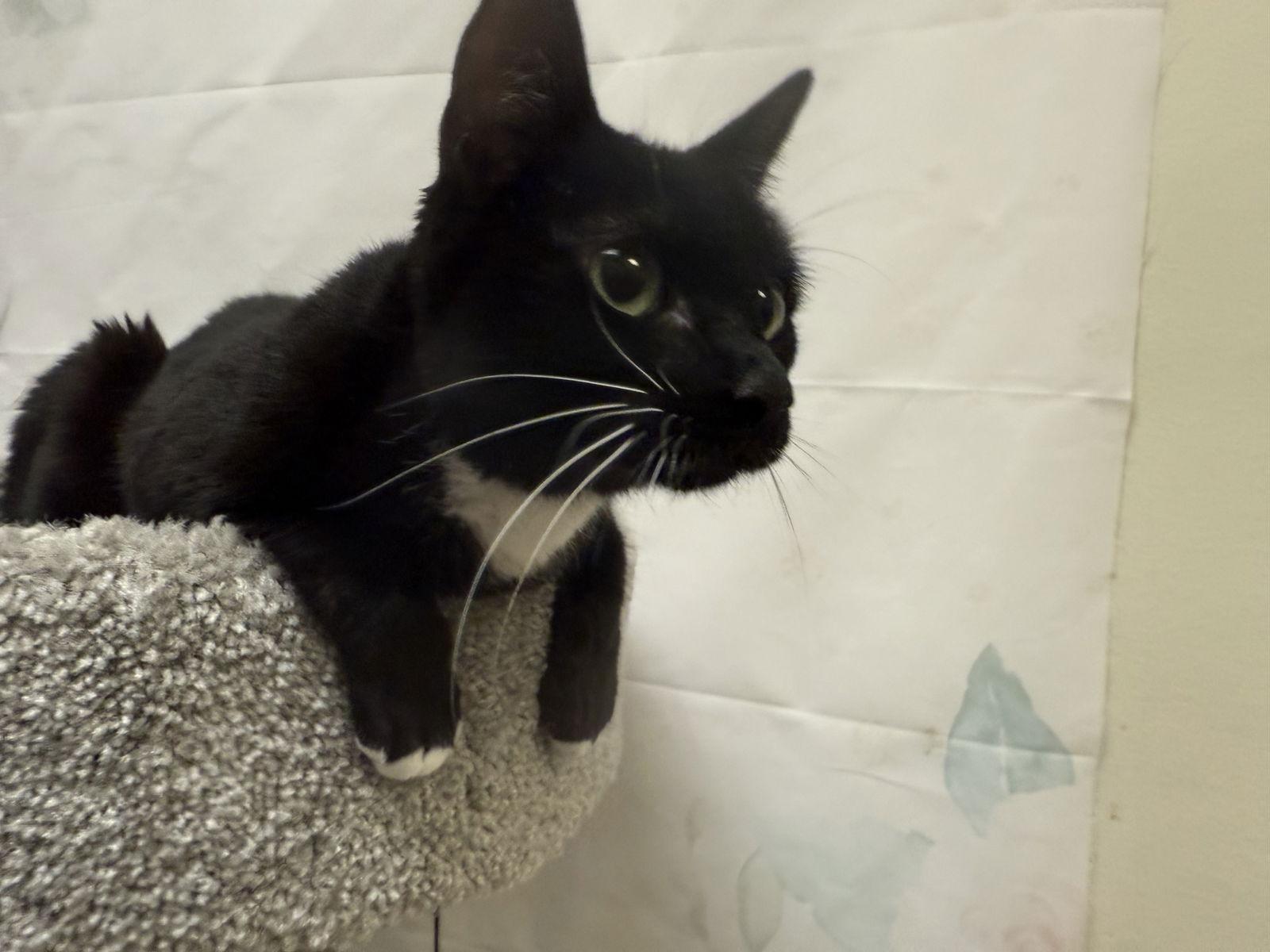 Jo, a Adoptable mixed breed in Phoenix, AZ image 2/2