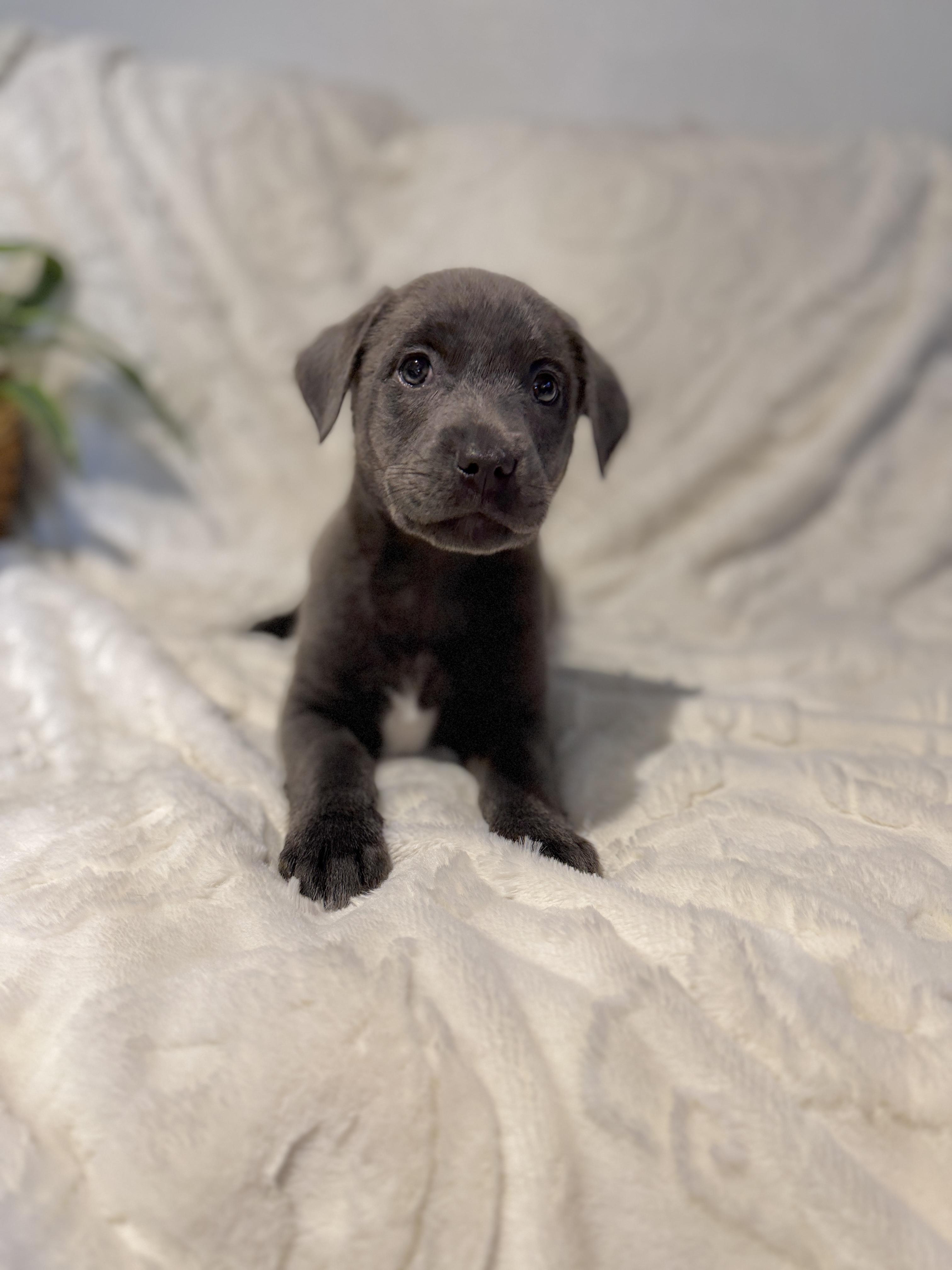 Enlarge Steele, an adopted Labrador Retriever in Hales corners, WI image 2/3