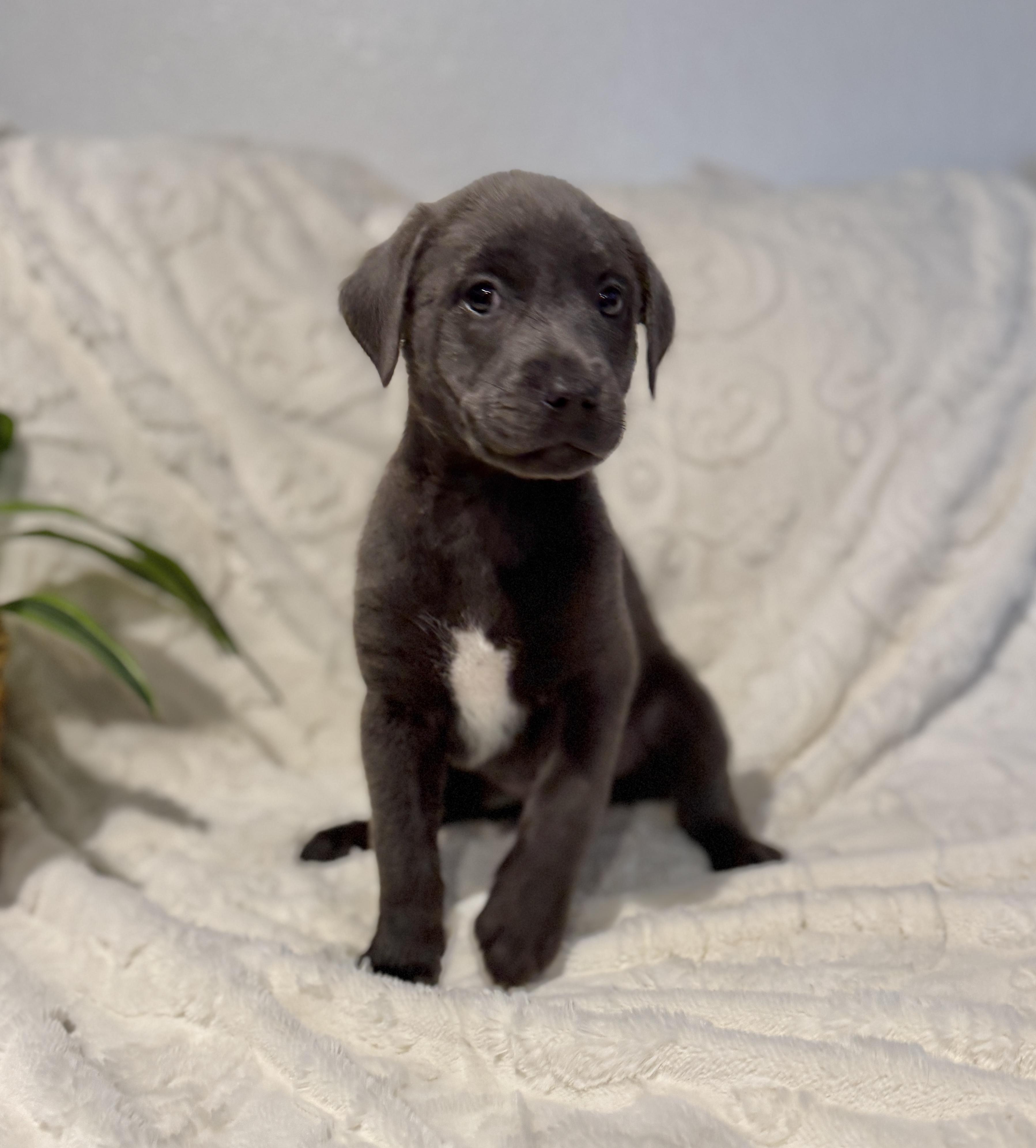 Enlarge Steele, an adopted Labrador Retriever in Hales corners, WI image 3/3
