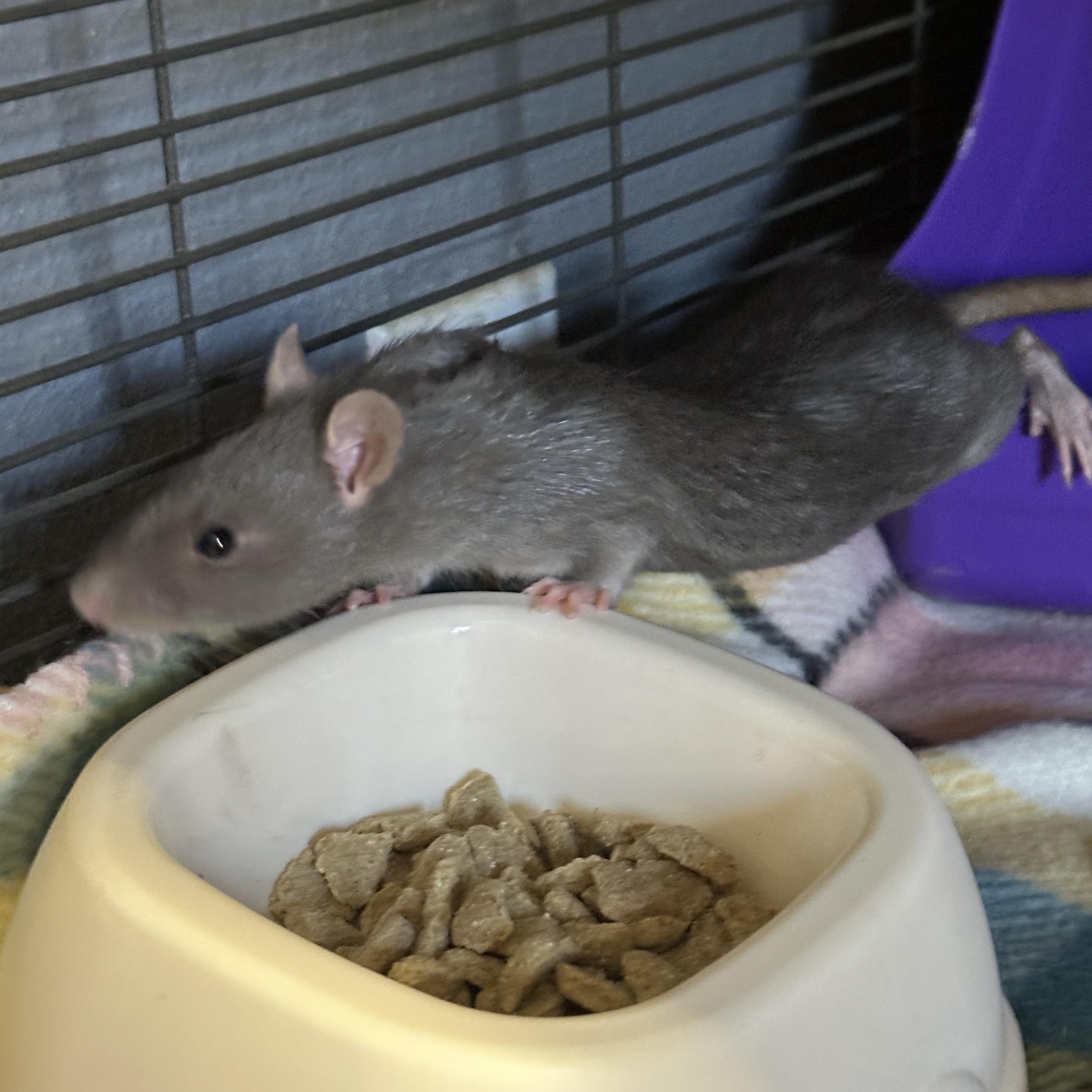 Enlarge Ratimus Prime, Bumblebee and Sam, a ADOPTABLE Rat in Irvine, CA image 6/6