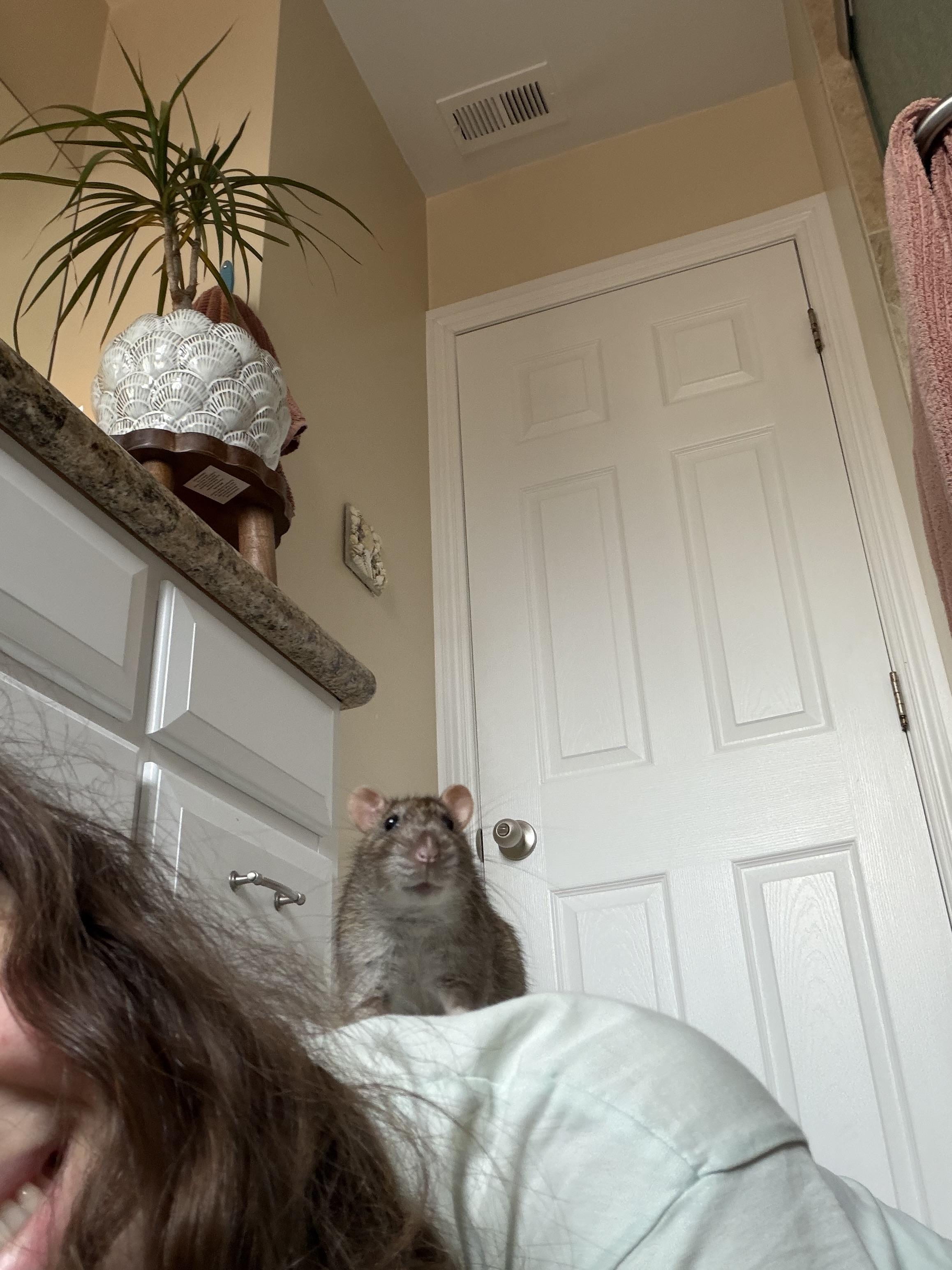 Enlarge Ratimus Prime, Bumblebee and Sam, a ADOPTABLE Rat in Irvine, CA image 1/6