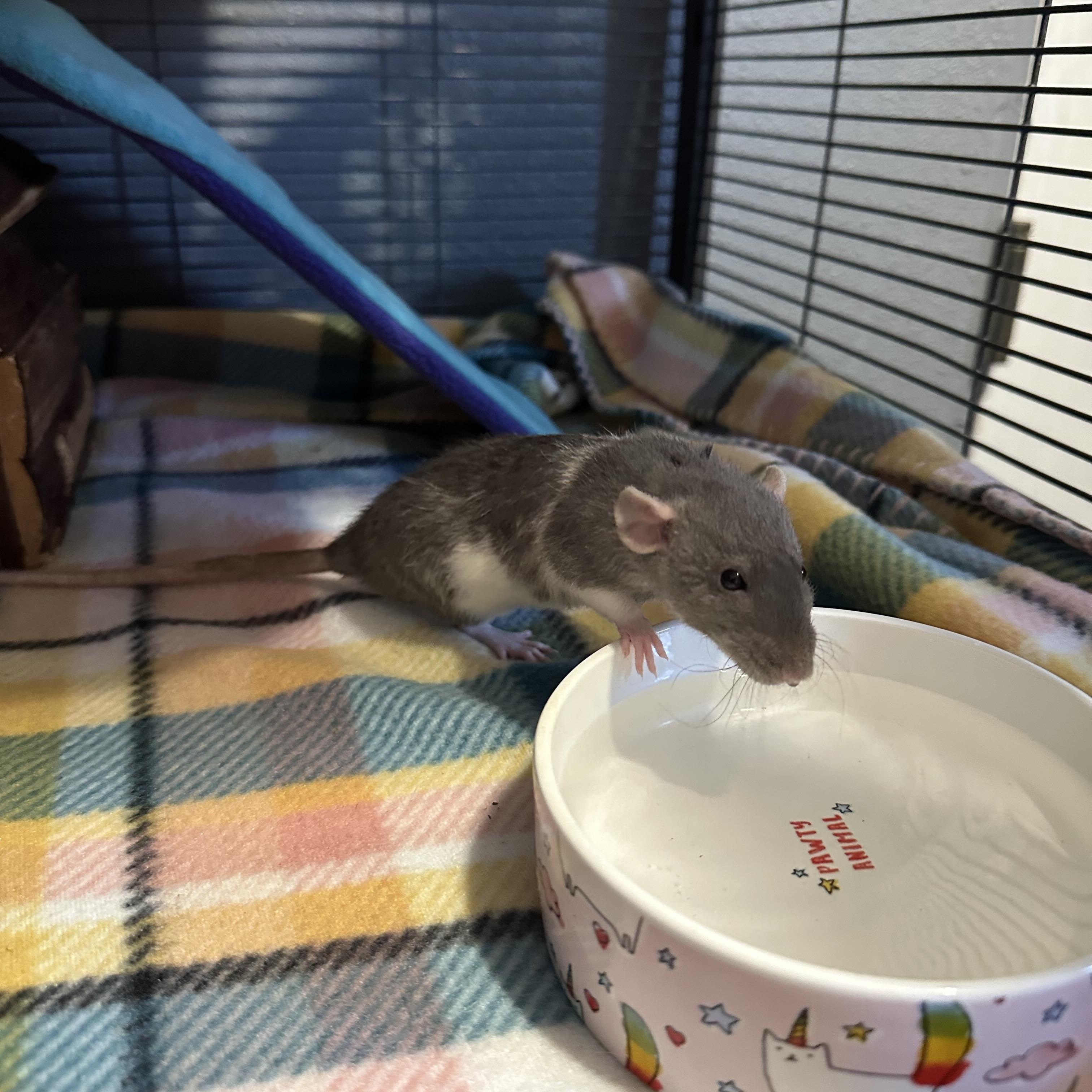 Enlarge Ratimus Prime, Bumblebee and Sam, a ADOPTABLE Rat in Irvine, CA image 5/6