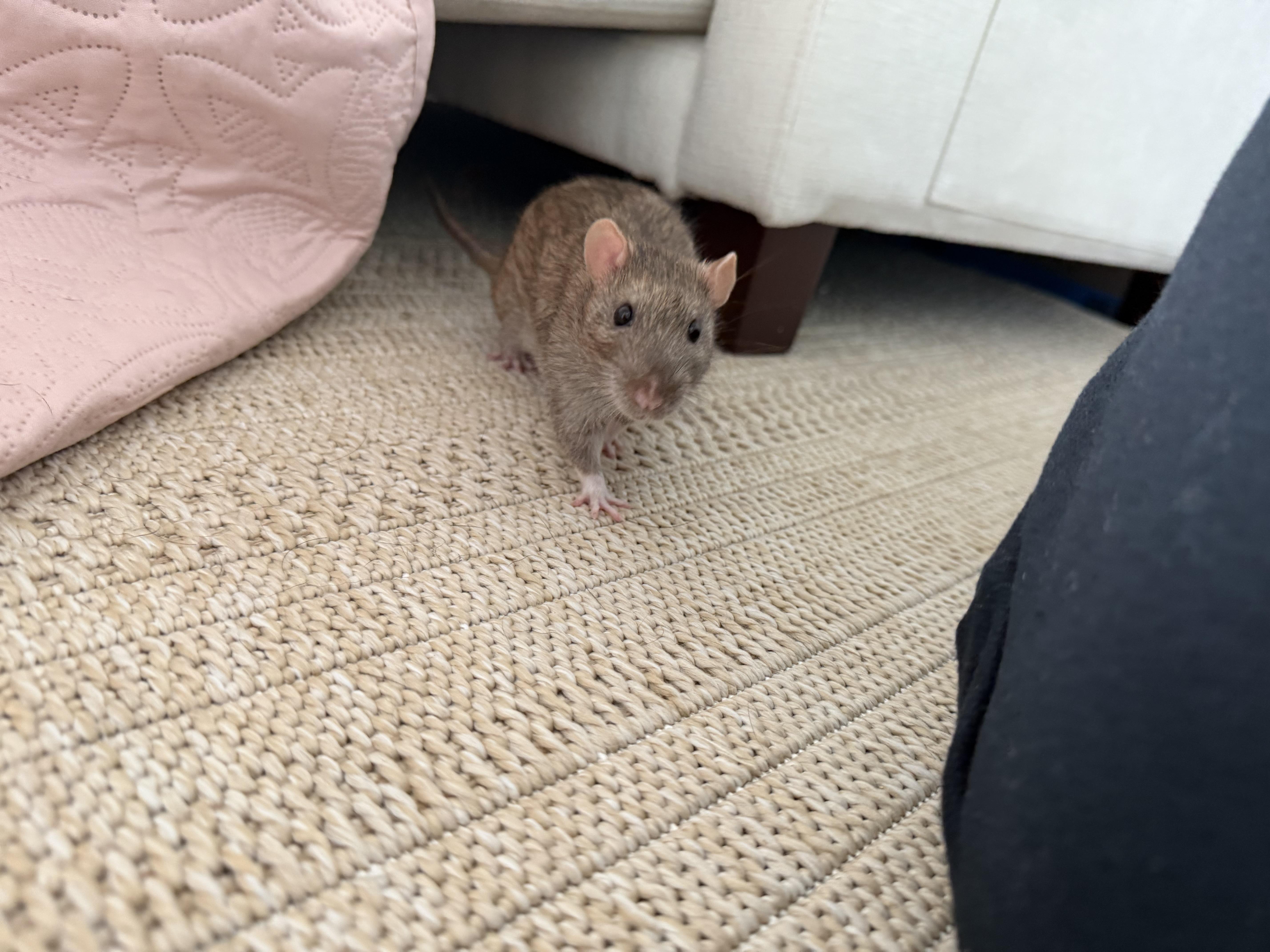 Enlarge Ratimus Prime, Bumblebee and Sam, a ADOPTABLE Rat in Irvine, CA image 2/6