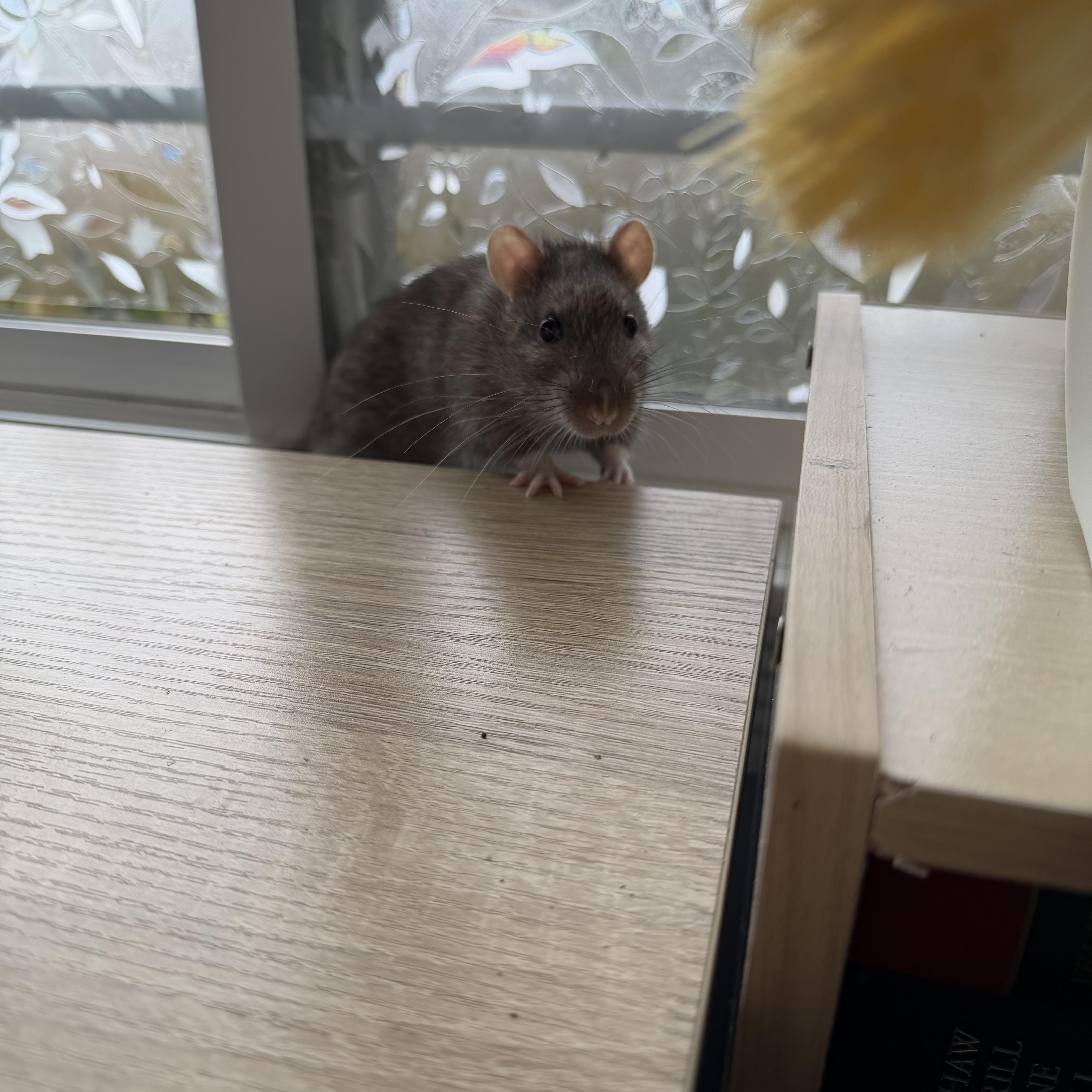 Enlarge Ratimus Prime, Bumblebee and Sam, a ADOPTABLE Rat in Irvine, CA image 4/6