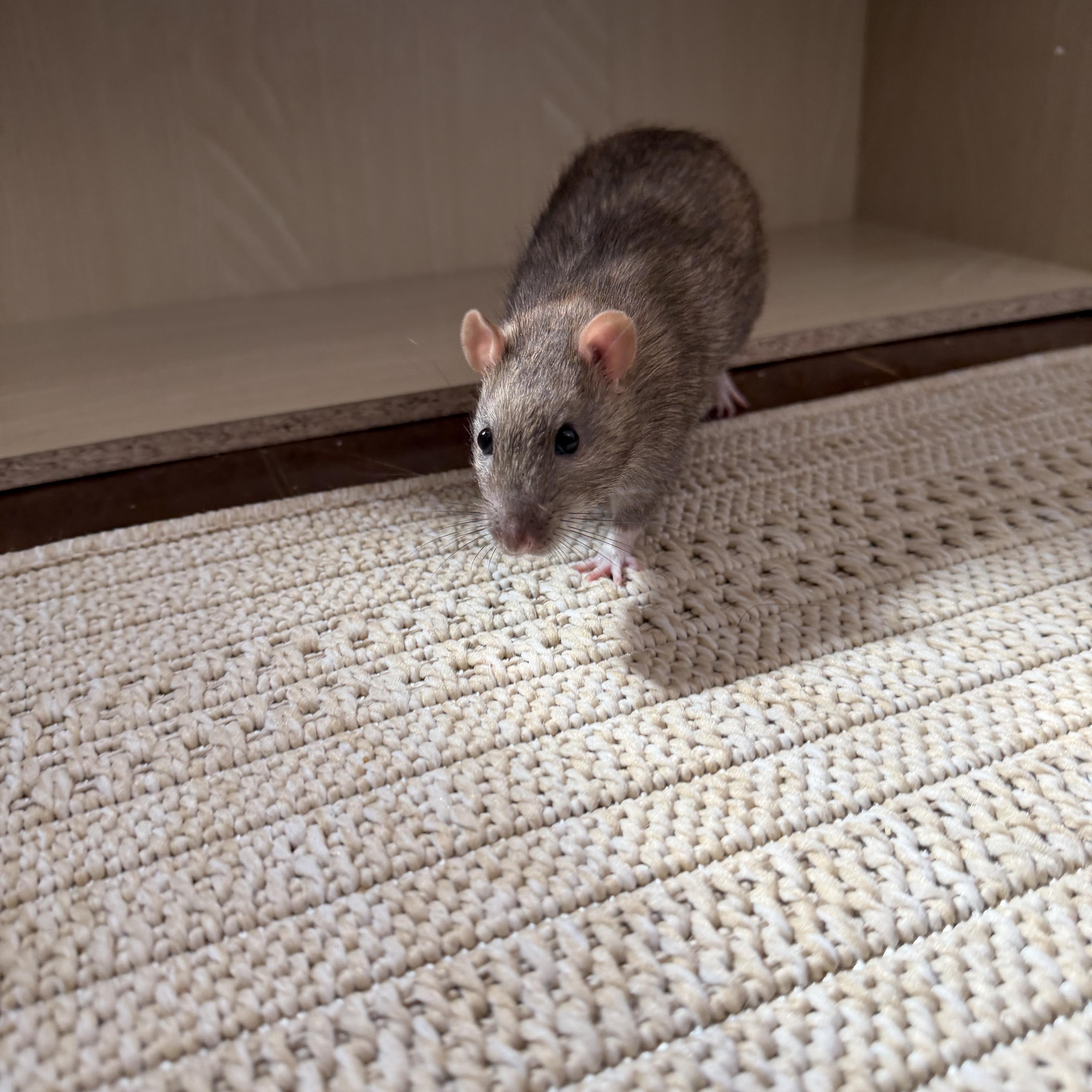 Enlarge Ratimus Prime, Bumblebee and Sam, a ADOPTABLE Rat in Irvine, CA image 3/6