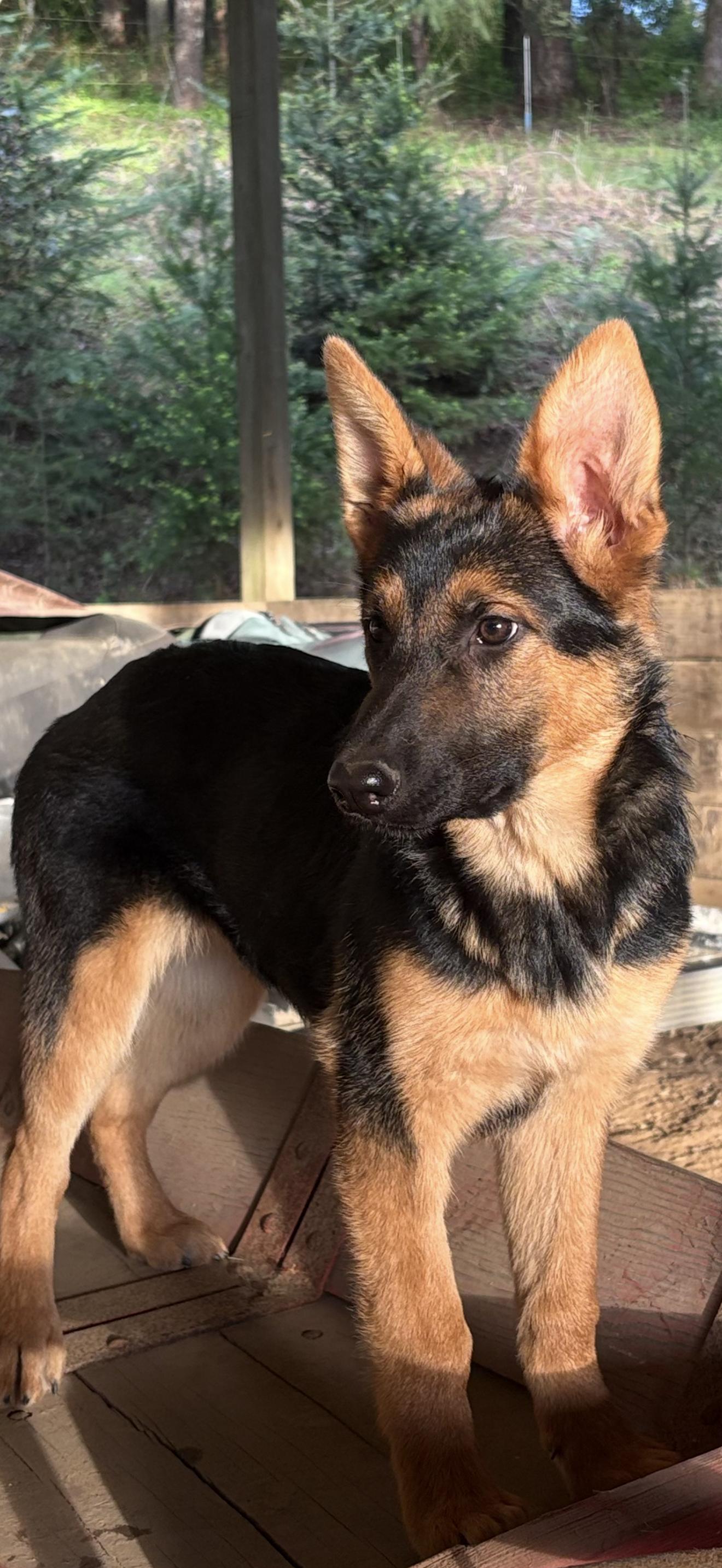 Violet Beauregard, ADOPTABLE, Puppy Female German Shepherd Dog.