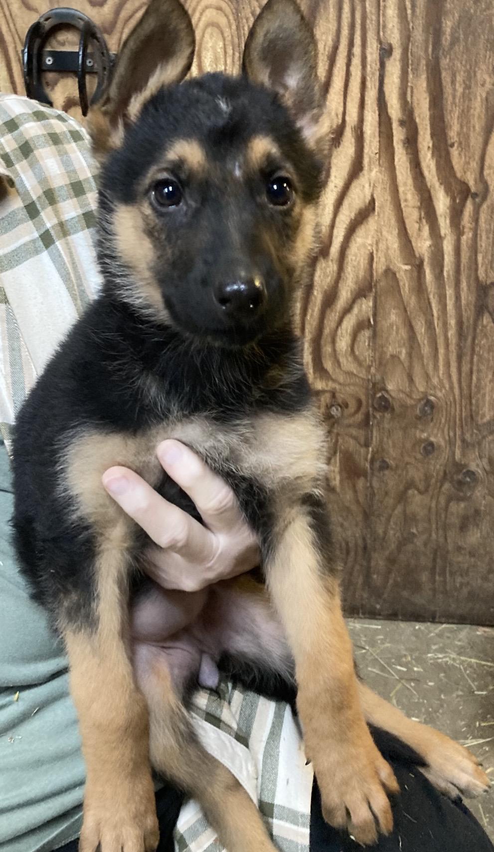 Violet Beauregard, ADOPTABLE, Puppy Female German Shepherd Dog.