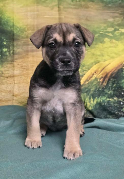 Faith, Adoptable, Puppy Female Shepherd.