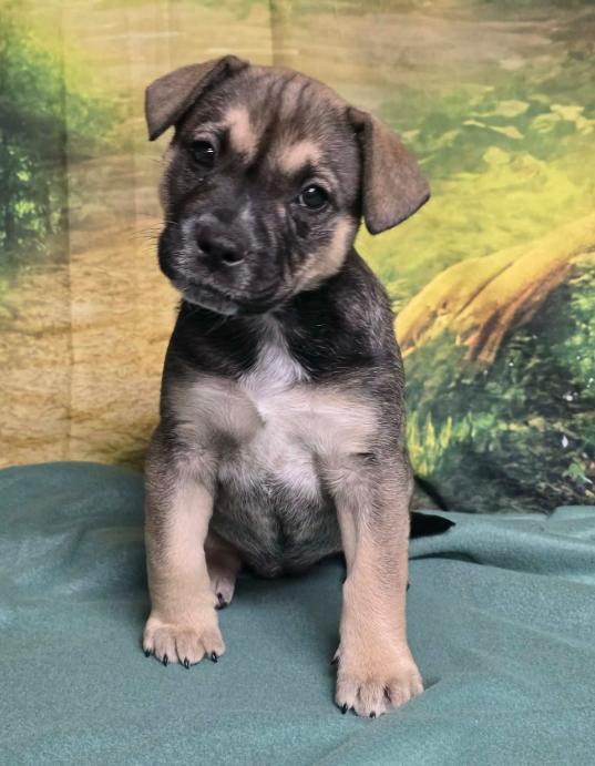 Faith, a Adoptable mixed breed in Aurora, CO image 2/2