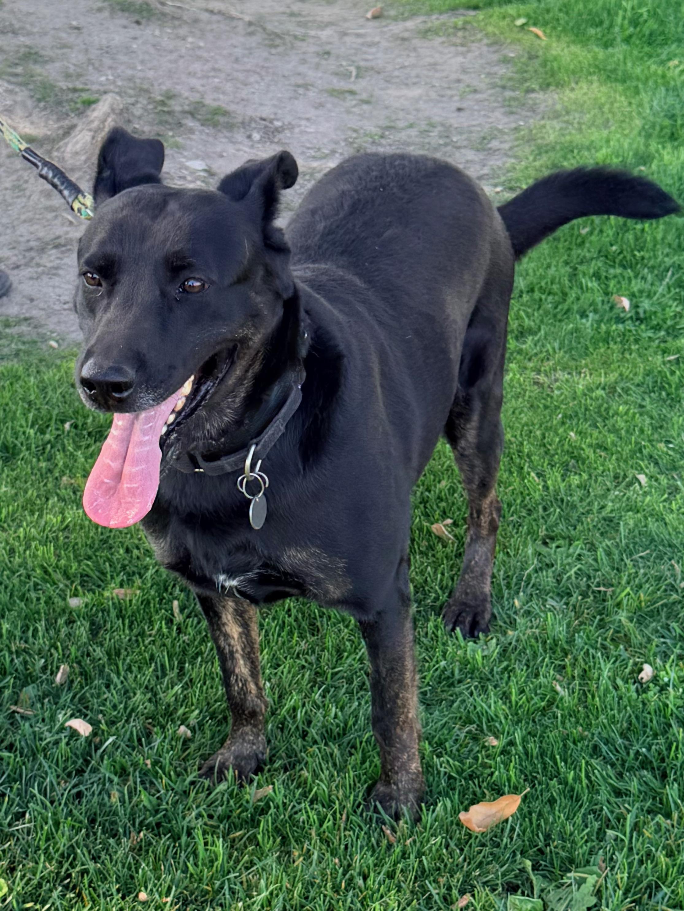 Enlarge MOLLY , a Adoptable mixed breed in Sherman Oaks, CA image 3/6