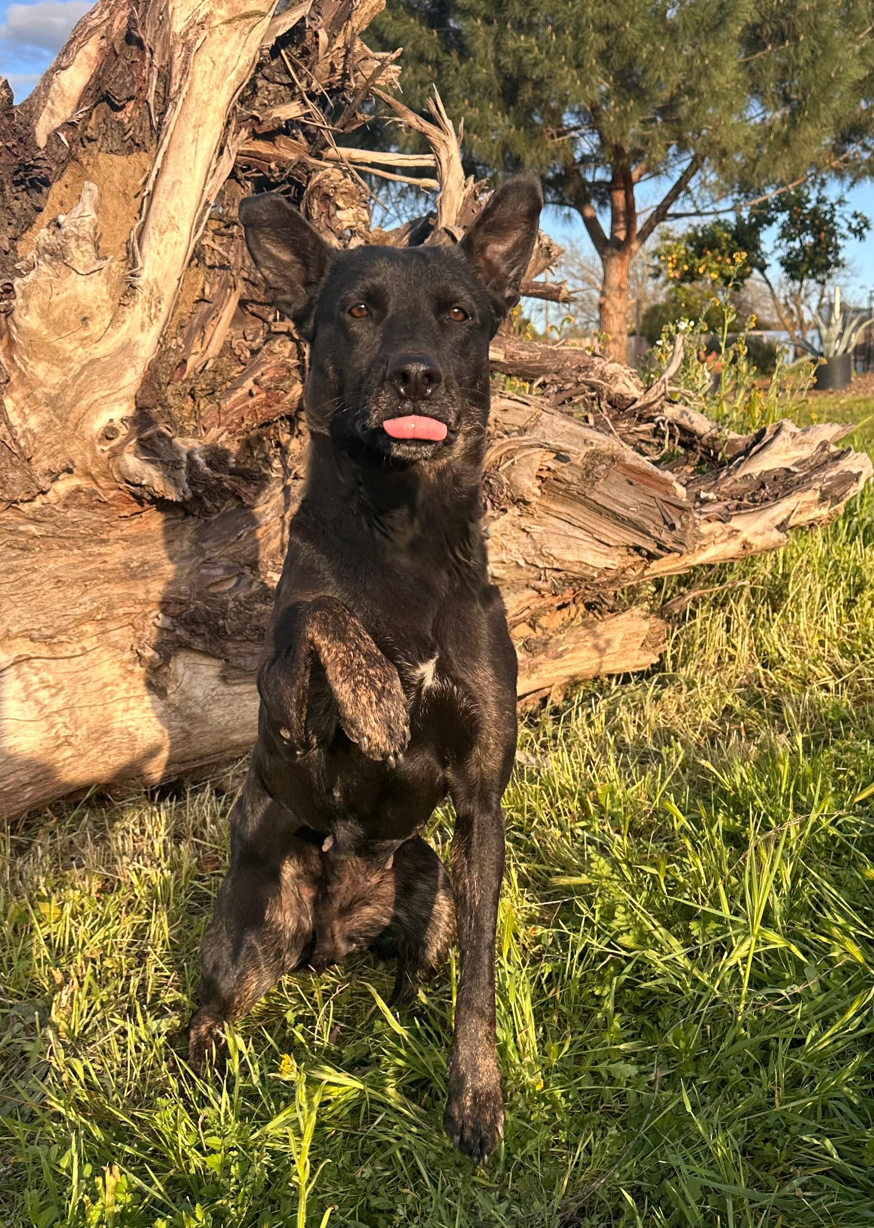 MOLLY , Adoptable, Young Female Shepherd & Cattle Dog.