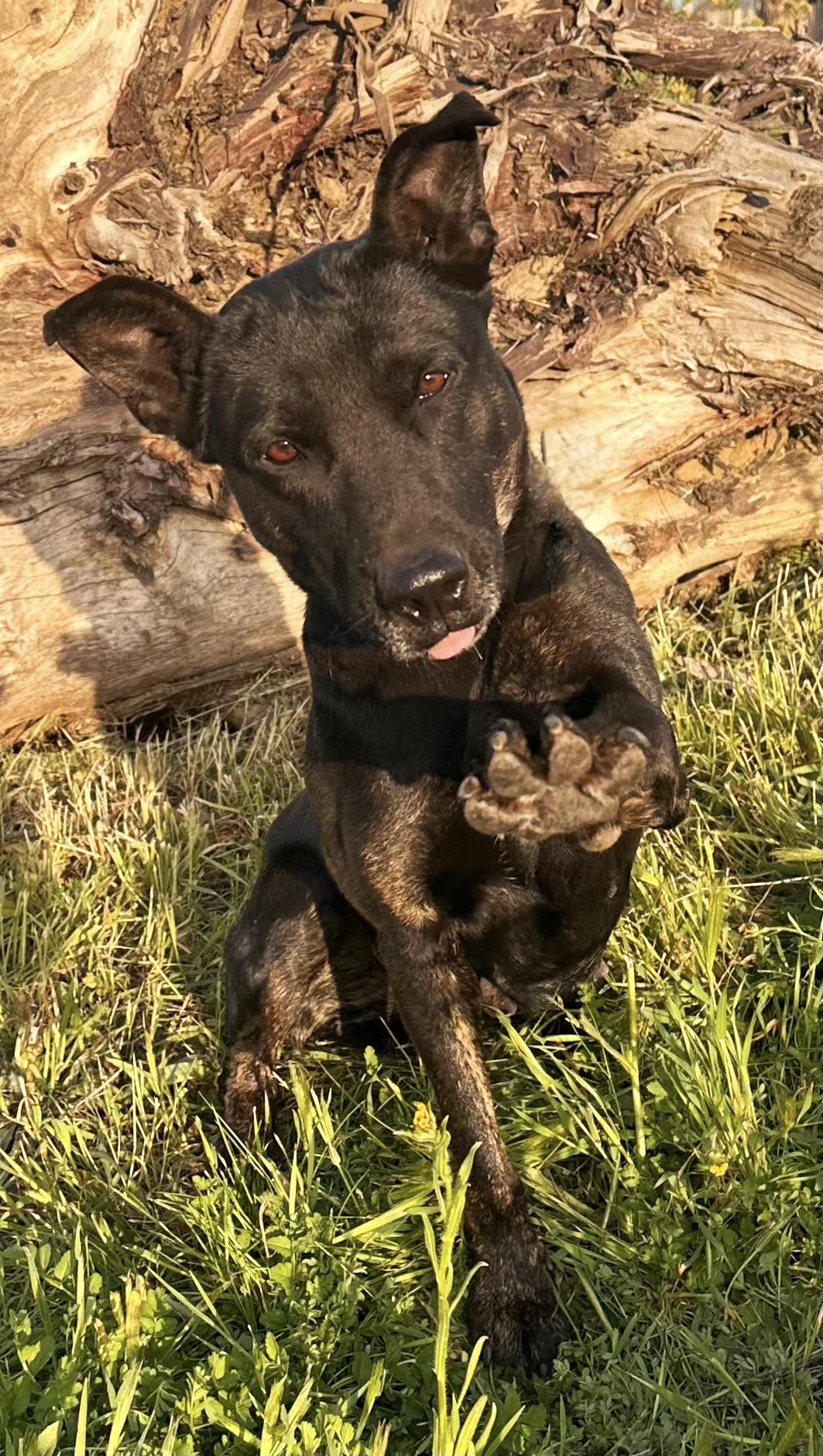 Enlarge MOLLY , a Adoptable mixed breed in Sherman Oaks, CA image 5/6