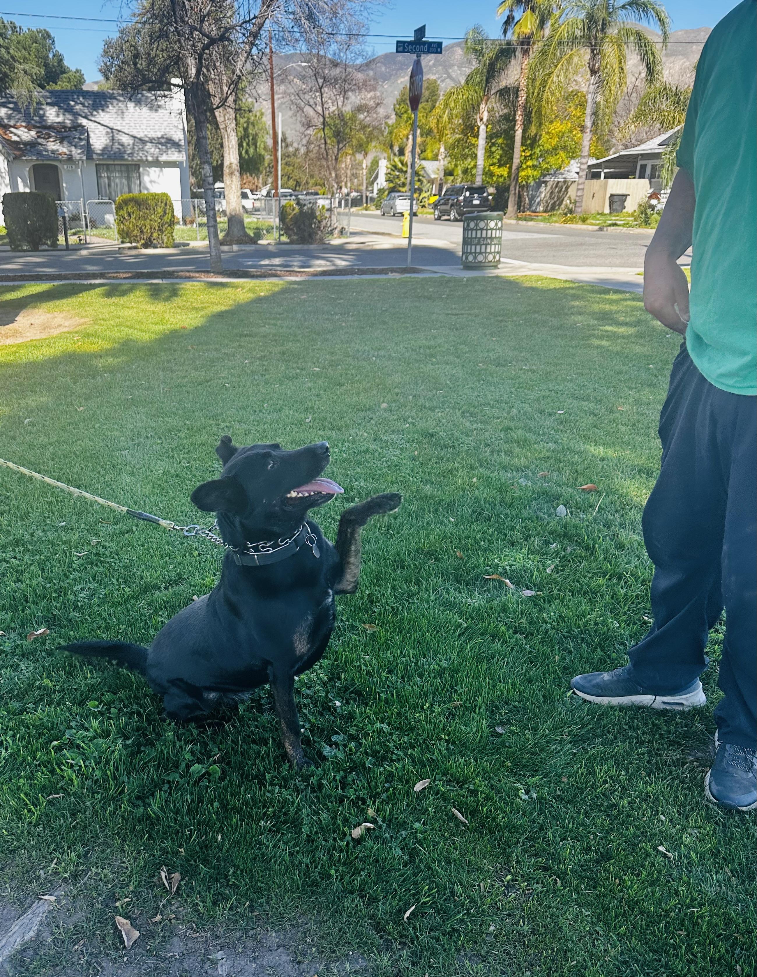 Enlarge MOLLY , a Adoptable mixed breed in Sherman Oaks, CA image 2/6