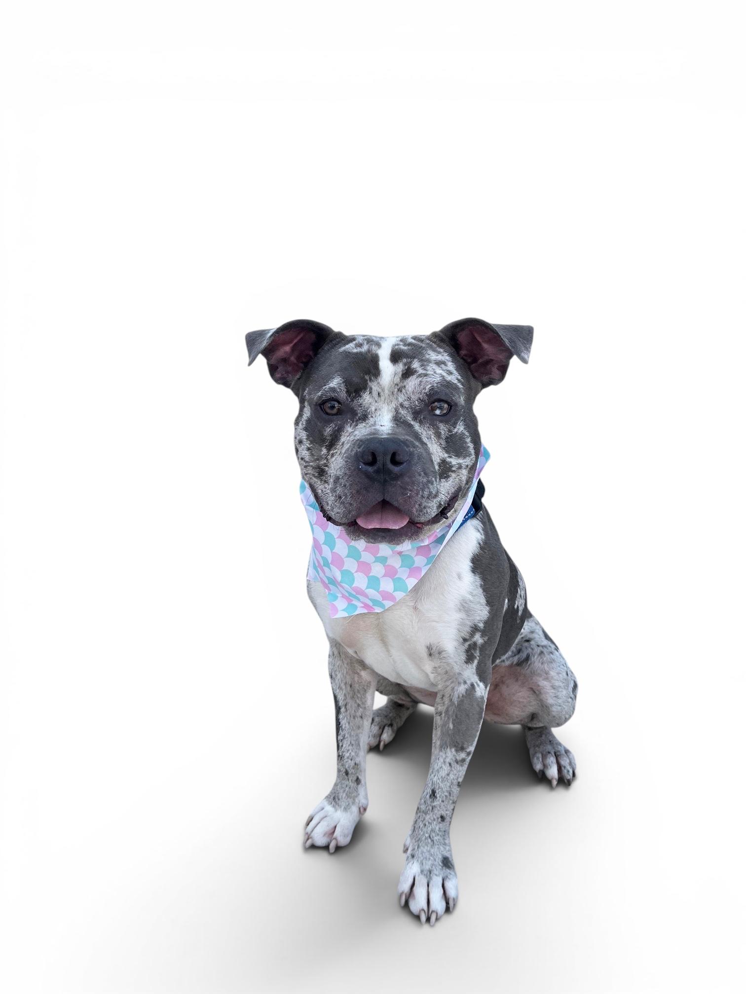 Asher, a ADOPTABLE American Bully in Redondo Beach, CA image 6/6