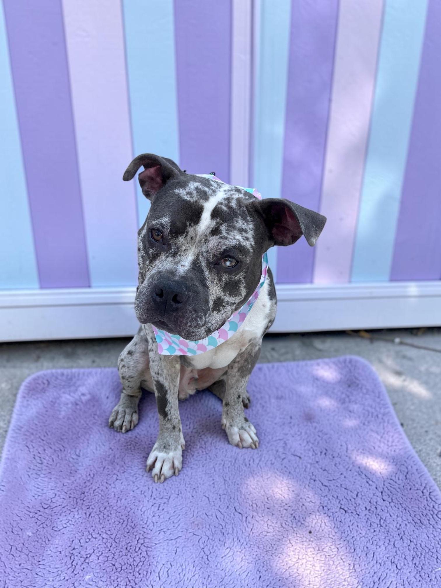 Asher, a ADOPTABLE American Bully in Redondo Beach, CA image 5/6