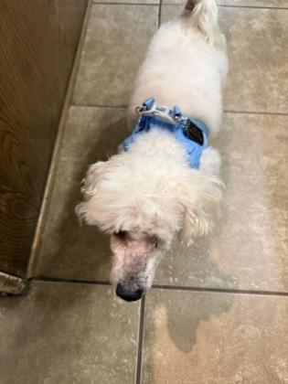 Enlarge Hugo, a Adoptable mixed breed in Fort Worth, TX image 1/3