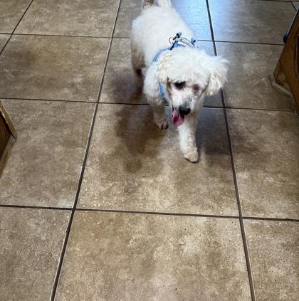 Enlarge Hugo, a Adoptable mixed breed in Fort Worth, TX image 2/3