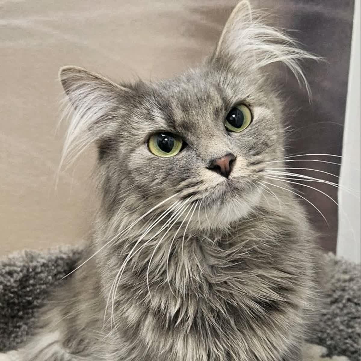 Enlarge Piper, an adopted Domestic Long Hair in Cookeville, TN image 1/2