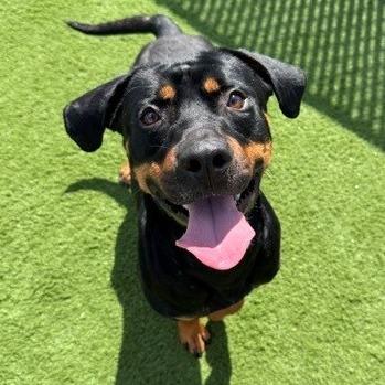 Reuben, Adoptable, Adult Male Rottweiler & Mixed Breed.