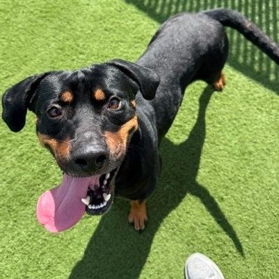 Enlarge Reuben, a Adoptable mixed breed in Bristol, IN image 2/2