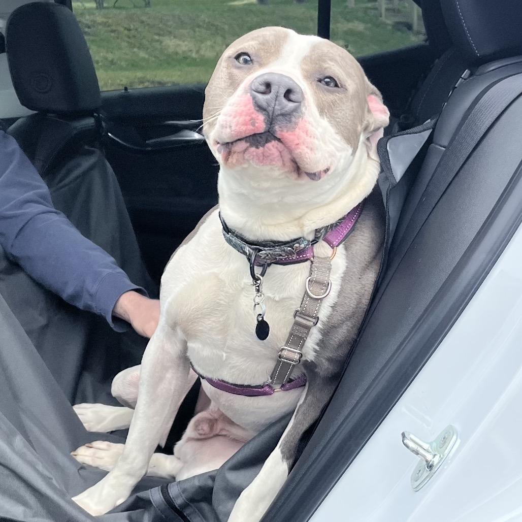 Victor - IN FOSTER, Adoptable, Young Male Pit Bull Terrier.