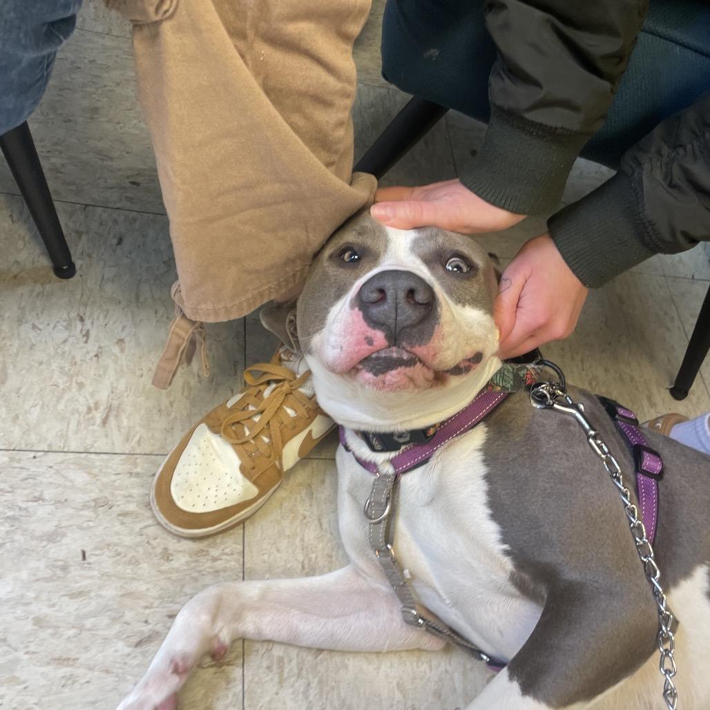 Enlarge Victor - IN FOSTER, a Adoptable Pit Bull Terrier in Birdsboro, PA image 2/6