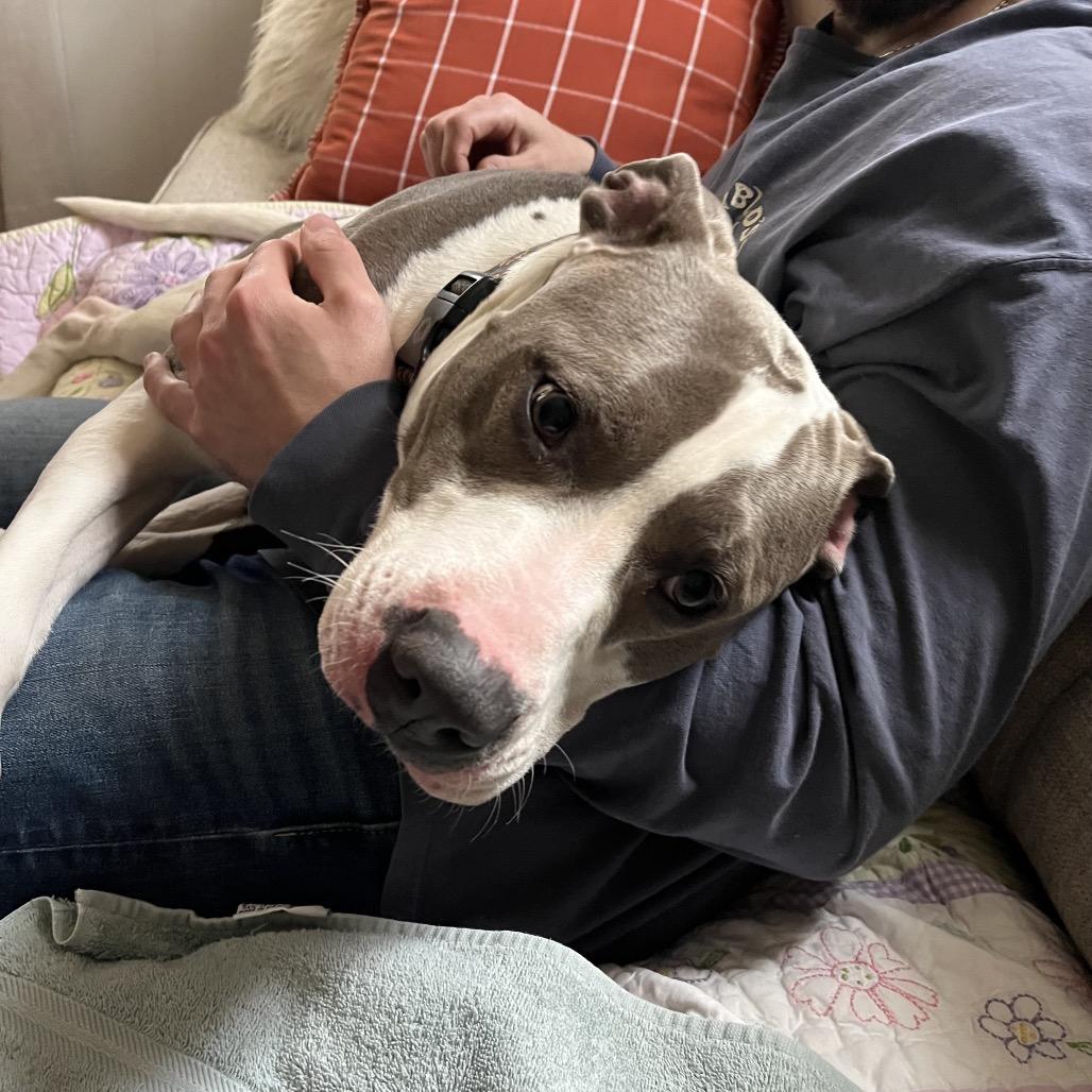 Enlarge Victor - IN FOSTER, a Adoptable Pit Bull Terrier in Birdsboro, PA image 2/6