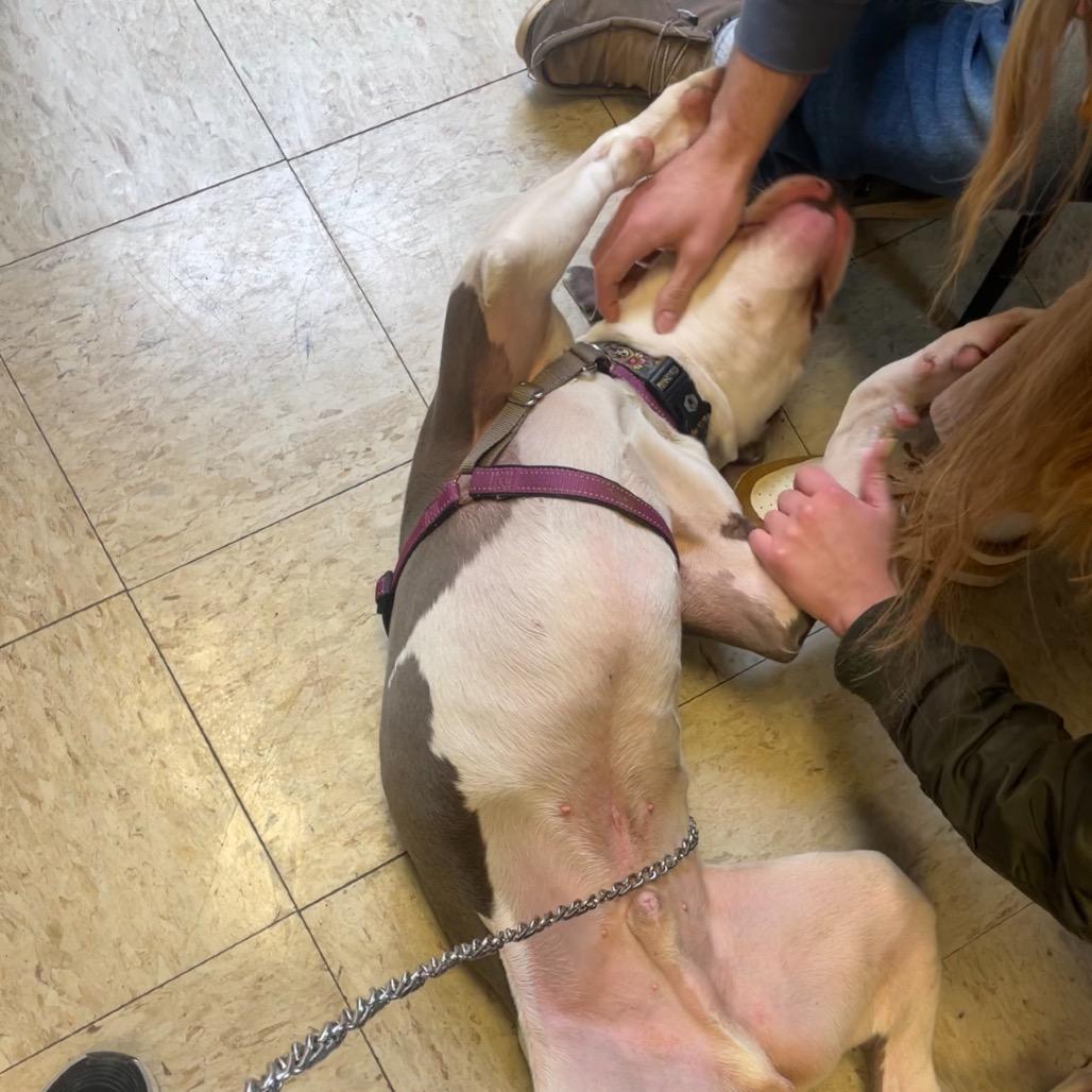 Enlarge Victor - IN FOSTER, a Adoptable Pit Bull Terrier in Birdsboro, PA image 3/6