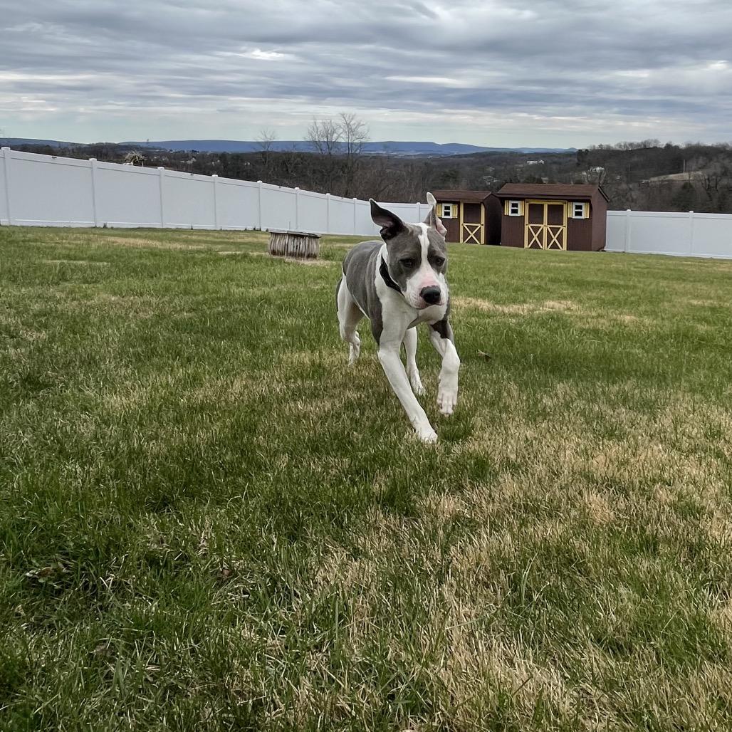 Enlarge Victor - IN FOSTER, a Adoptable Pit Bull Terrier in Birdsboro, PA image 4/6