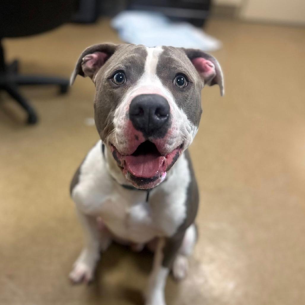 Enlarge Victor - IN FOSTER, a Adoptable Pit Bull Terrier in Birdsboro, PA image 5/6