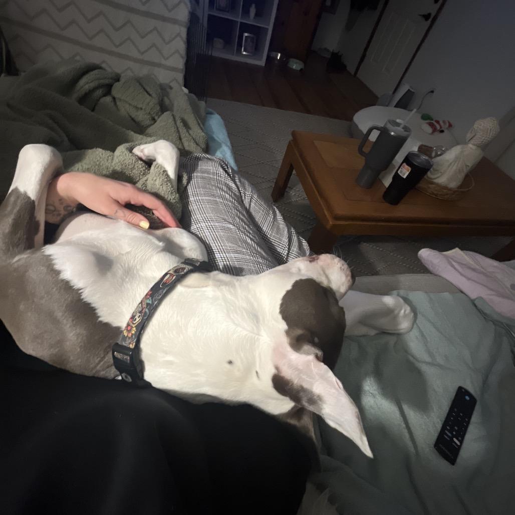Victor - IN FOSTER, a Adoptable Pit Bull Terrier in Birdsboro, PA image 5/6