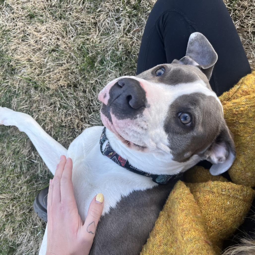 Enlarge Victor - IN FOSTER, a Adoptable Pit Bull Terrier in Birdsboro, PA image 6/6