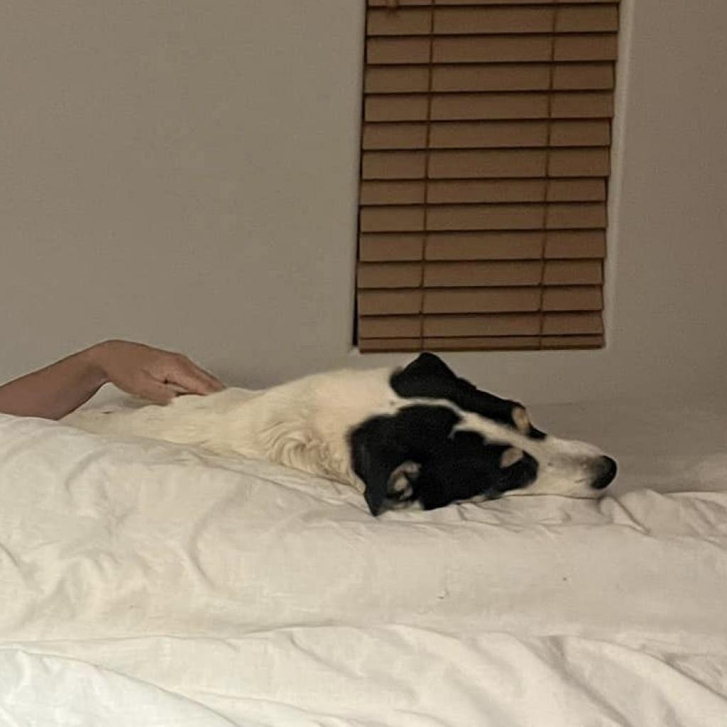 Indie, a Adoptable Cattle Dog in Kanab, UT image 1/6