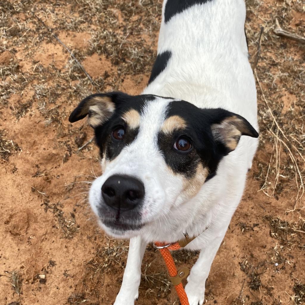 Indie, a Adoptable Cattle Dog in Kanab, UT image 2/6