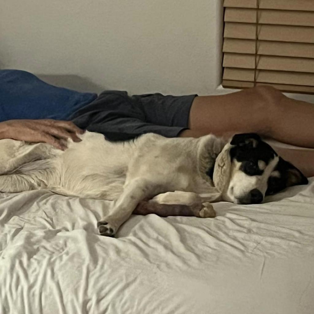 Indie, a Adoptable Cattle Dog in Kanab, UT image 4/6