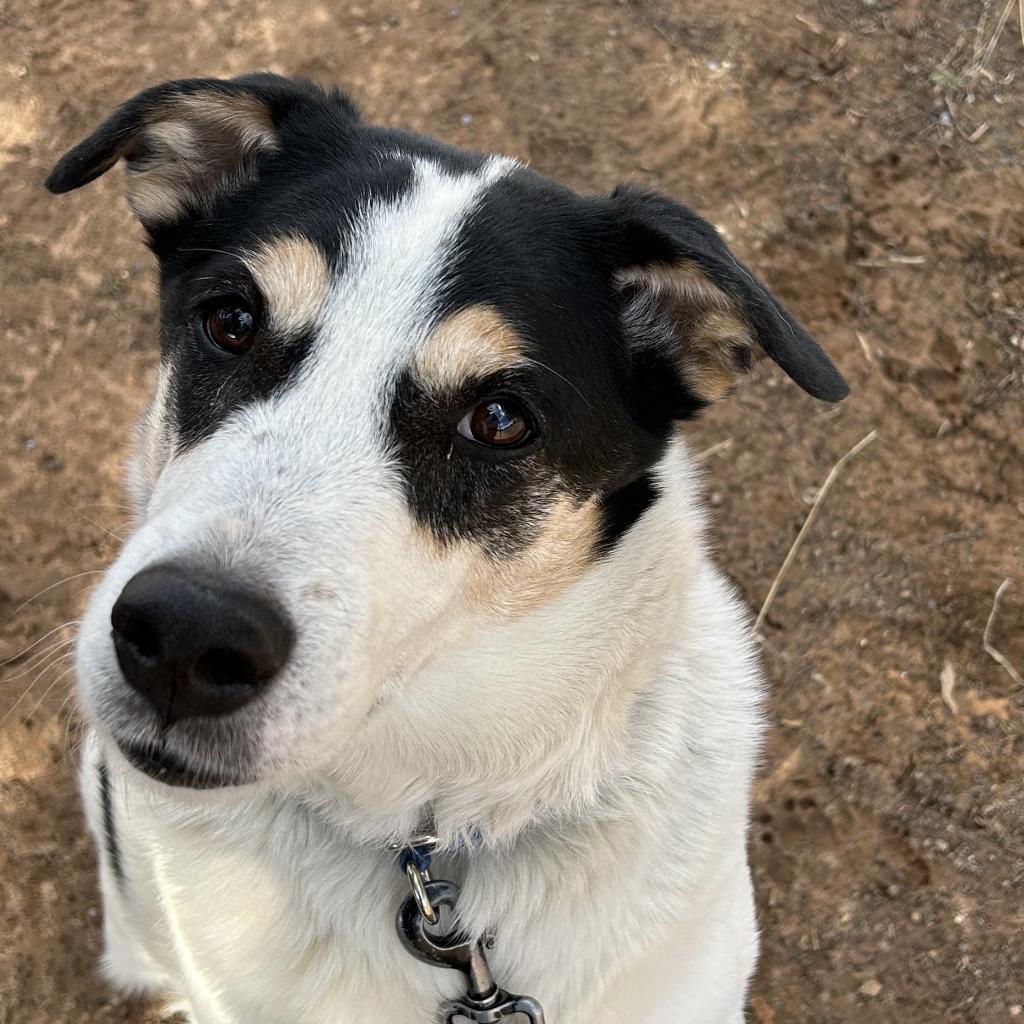 Indie, a Adoptable Cattle Dog in Kanab, UT image 6/6