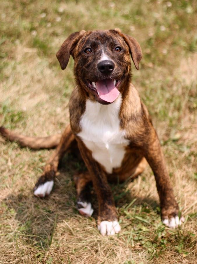 Bobby, an adopted mixed breed in Battle Creek, MI image 3/6