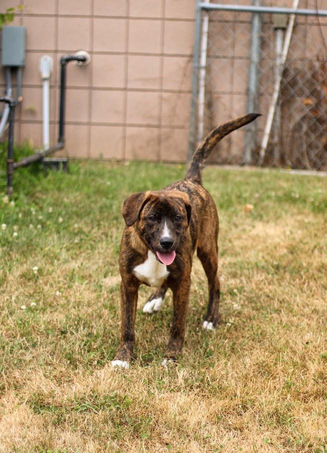 Bobby, an adopted mixed breed in Battle Creek, MI image 5/6