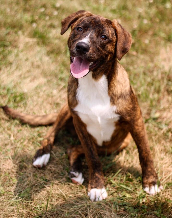 Bobby, adopted, Puppy Male Terrier & Australian Cattle Dog / Blue Heeler.