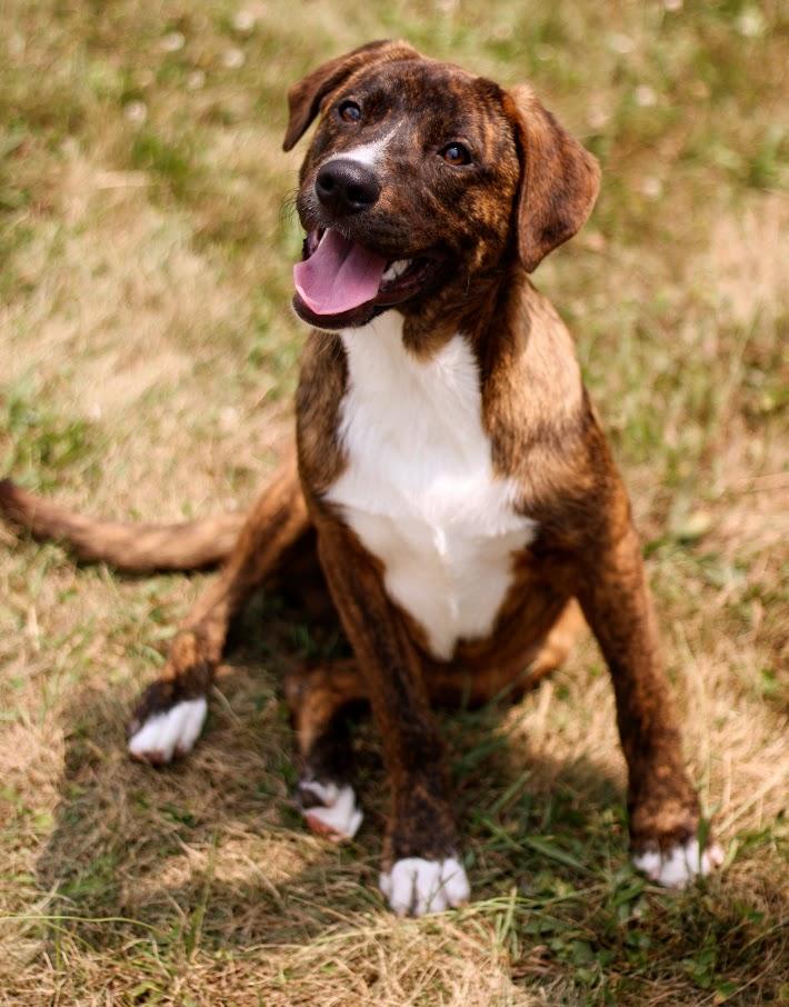 Bobby, an adopted mixed breed in Battle Creek, MI image 6/6
