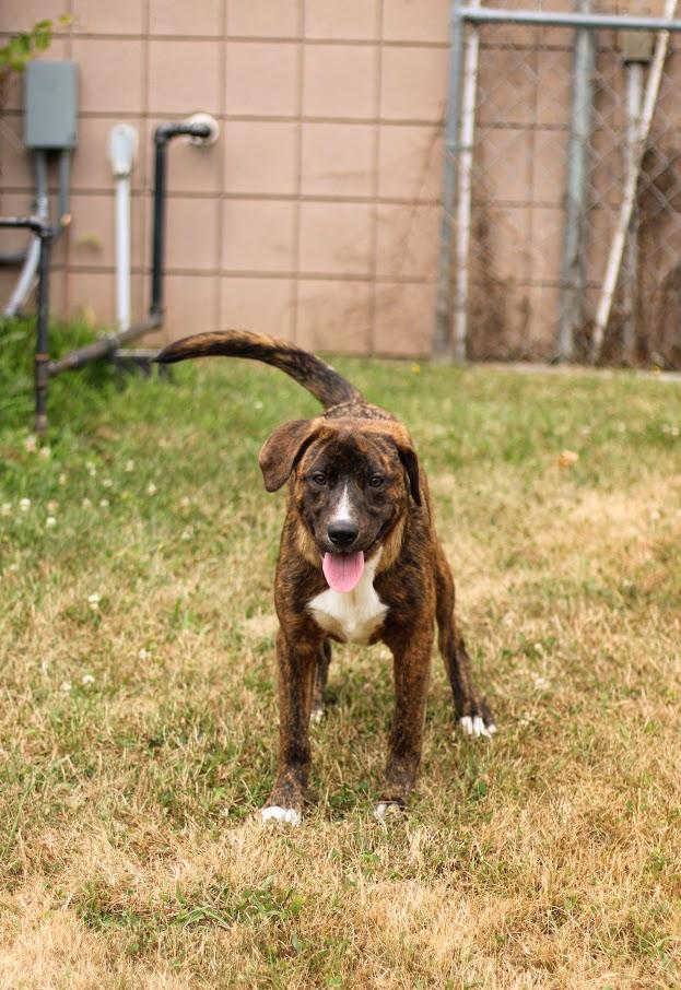 Bobby, an adopted mixed breed in Battle Creek, MI image 2/6