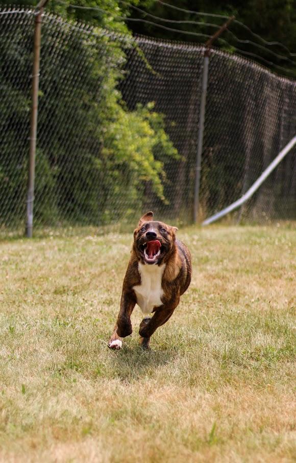 Bobby, an adopted mixed breed in Battle Creek, MI image 4/6