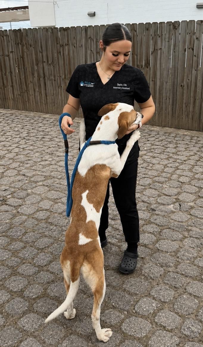 Kinawa, a Adoptable mixed breed in Seattle, WA image 5/5