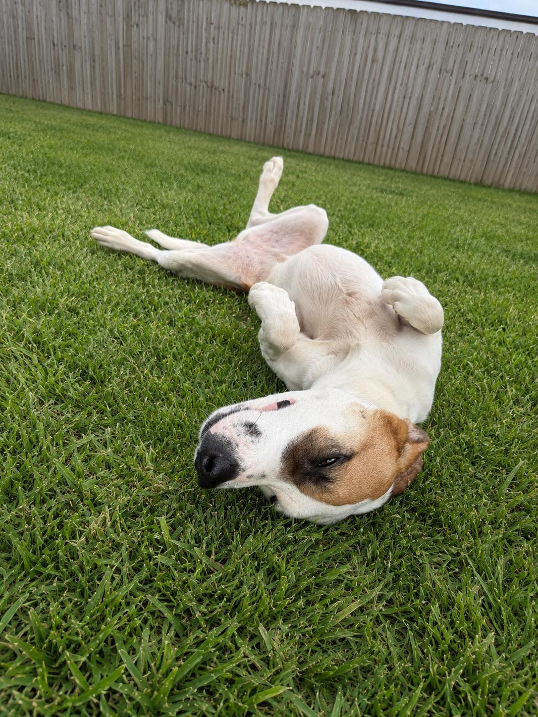 Kinawa, a Adoptable mixed breed in Seattle, WA image 1/5