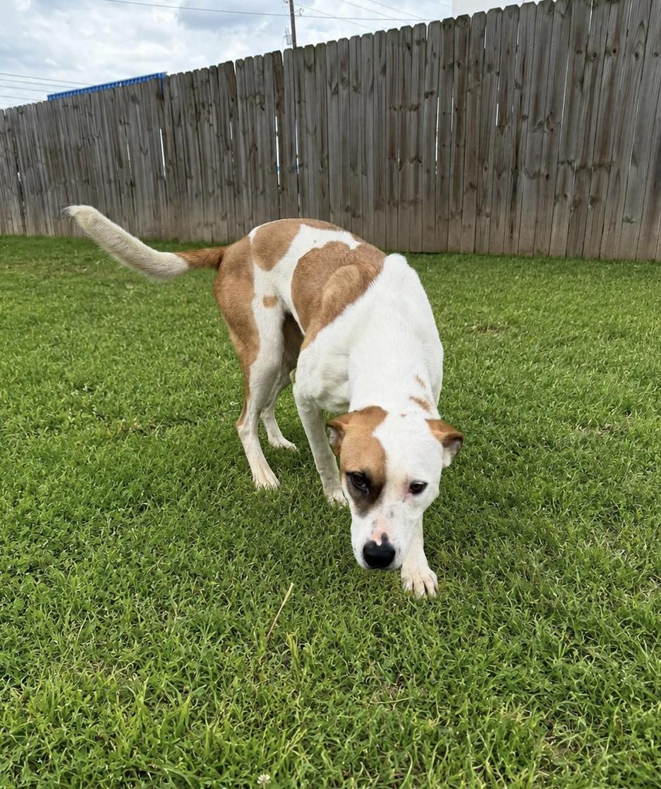 Kinawa, a Adoptable mixed breed in Seattle, WA image 2/5
